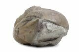 Rare, Partially Enrolled Dysplanus Acutigenia Trilobite - Russia #363226-2
